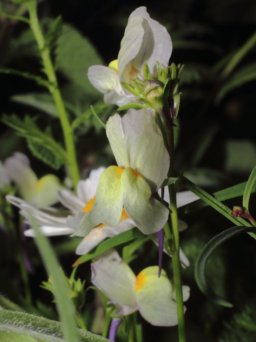 mp_linaria_mar_2016_03.jpg