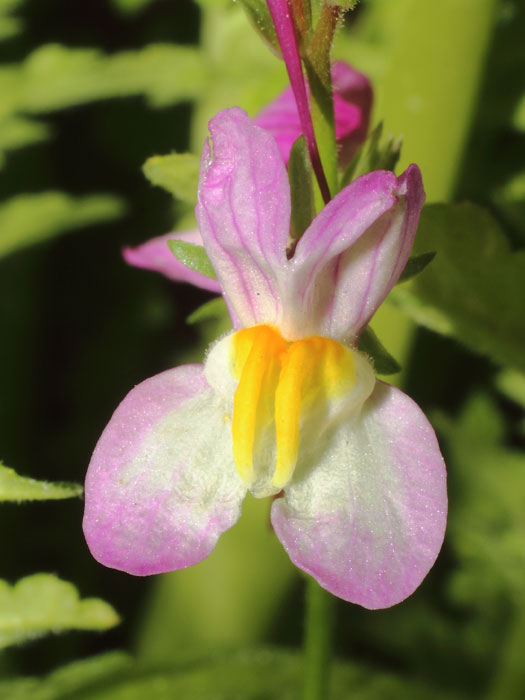 mp_linaria_mar_2016_04.jpg