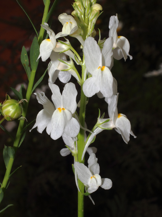 mp_linaria_mar_2017_01.jpg