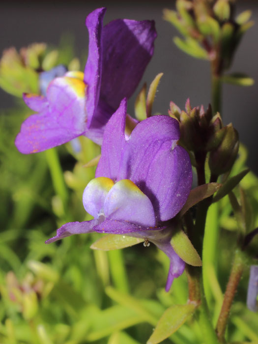 mp_linaria_ngs_2016_01.jpg