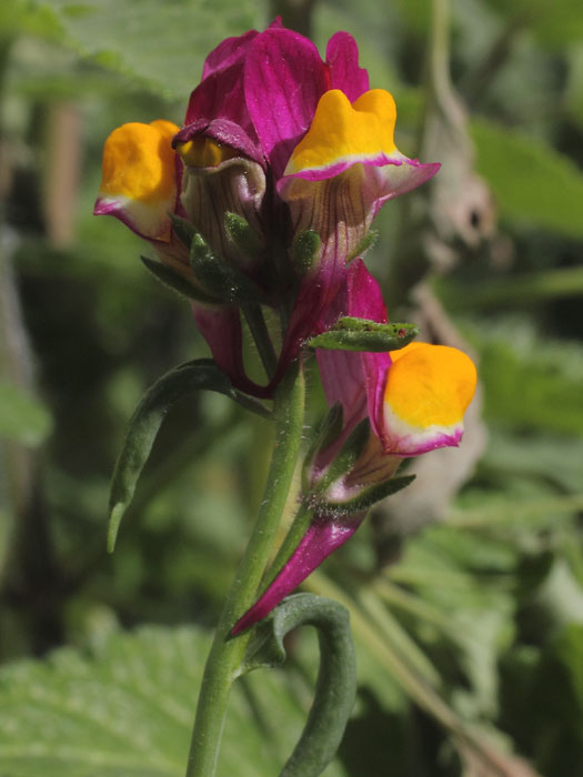 mp_linaria_ref_2015_01.jpg