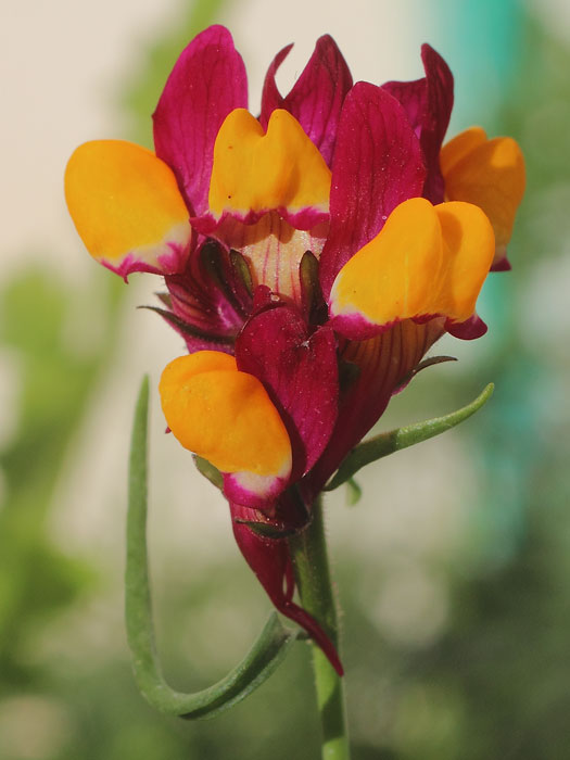 mp_linaria_ref_2016_01.jpg