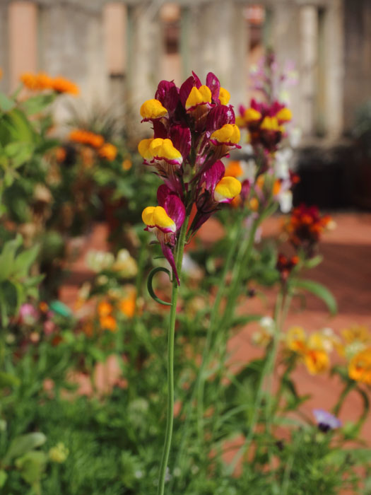 mp_linaria_ref_2016_02.jpg