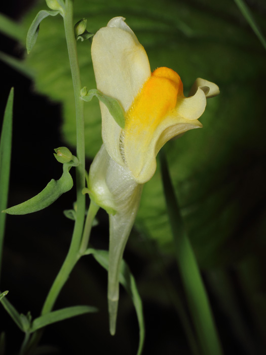 mp_linaria_vul_2017_01.jpg