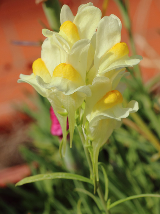 mp_linaria_vul_2017_02.jpg
