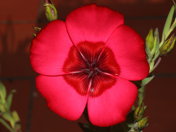 mp_linum_gra_2015_01.jpg