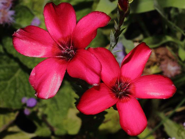 mp_linum_grandiflorum_2013_02.jpg