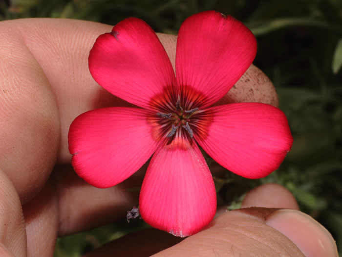 mp_linum_grandiflorum_2013_03.jpg