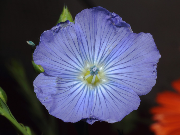 mp_linum_usi_2014_01.jpg