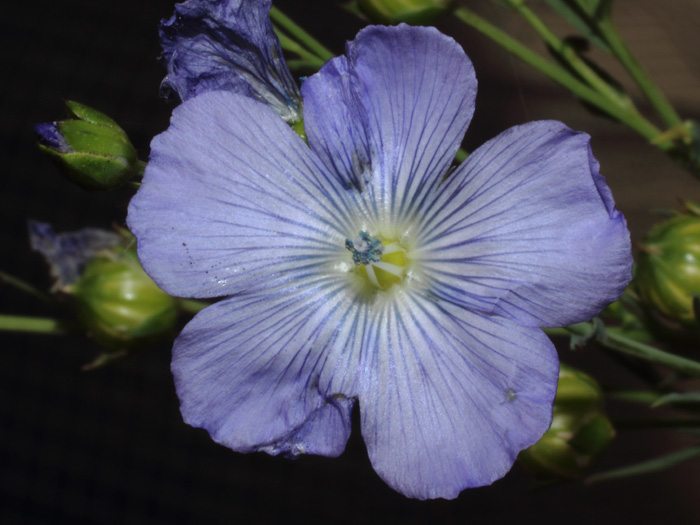 mp_linum_usi_2014_02.jpg