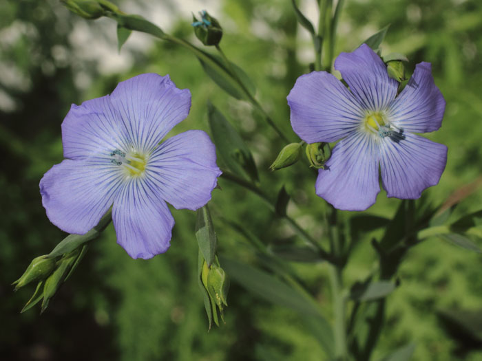 mp_linum_usi_2015_02.jpg