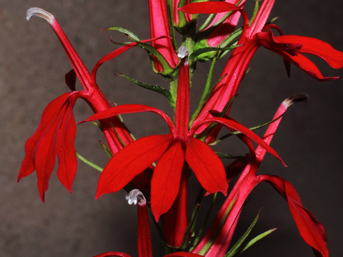mp_lobelia_car_2014_01.jpg