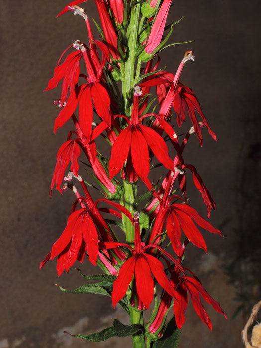 mp_lobelia_car_2015_01.jpg