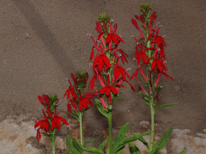 mp_lobelia_car_2016_01.jpg