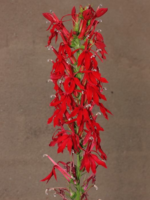 mp_lobelia_car_2017_02.jpg