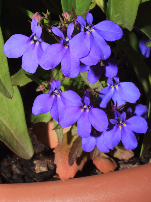 mp_lobelia_cp_2013_01.jpg