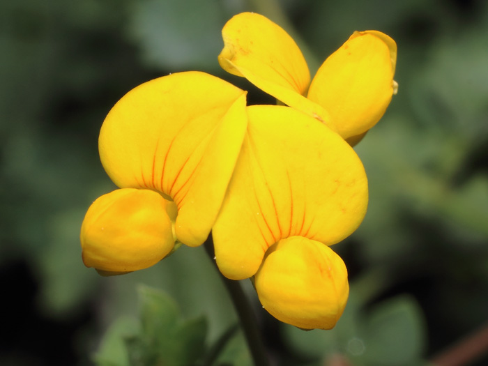 mp_lotus_cor_2017_01.jpg
