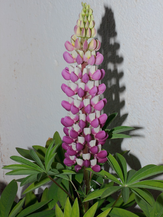 mp_lupinus_2012_01.jpg