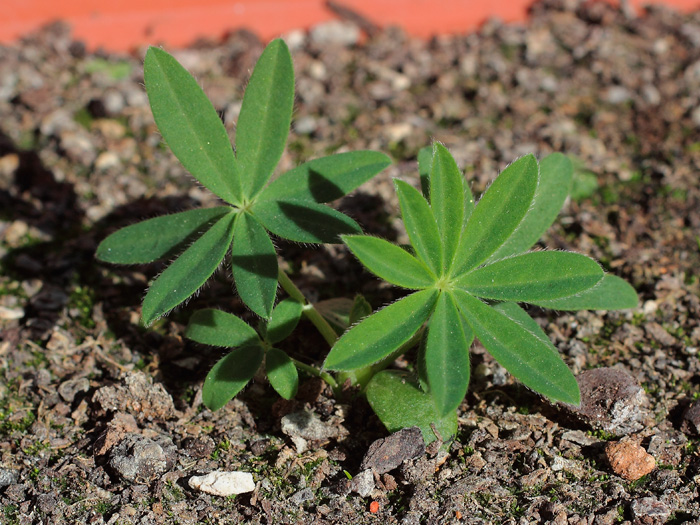 mp_lupinus_2013_01.jpg