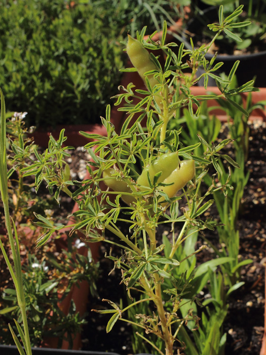 mp_lupinus_ang_2014_00.jpg