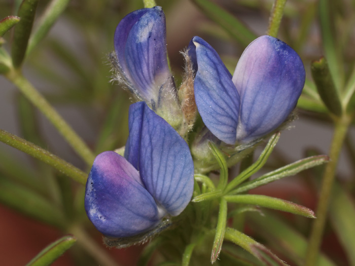 mp_lupinus_ang_2017_01.jpg