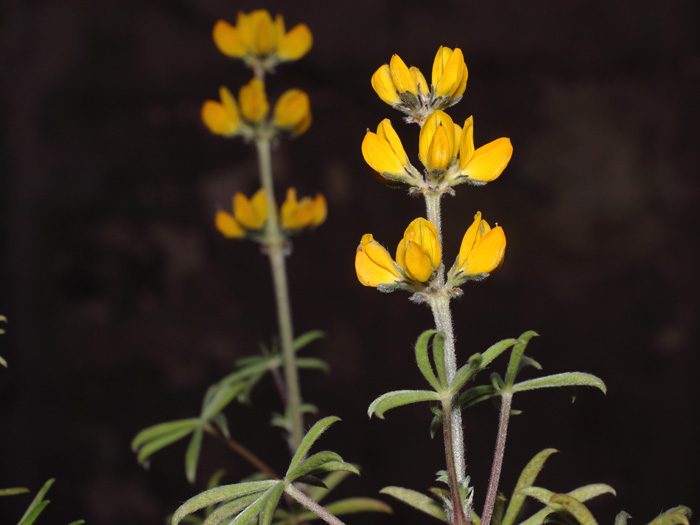 mp_lupinus_lut_2018_03.jpg