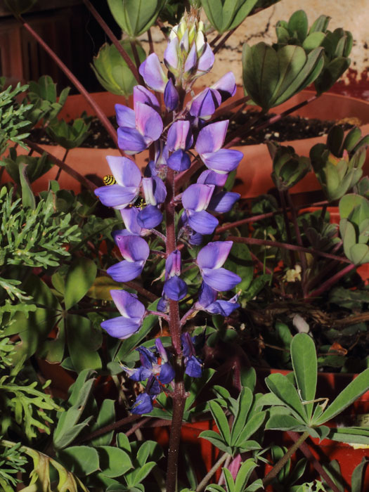 mp_lupinus_suc_2015_01.jpg