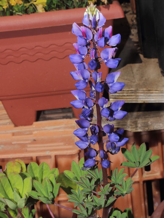 mp_lupinus_suc_2015_05.jpg