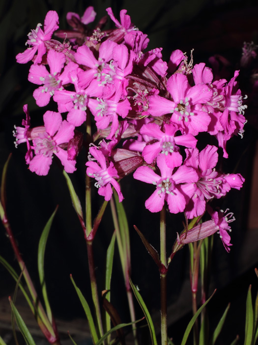 mp_lychnis_2013_03.jpg
