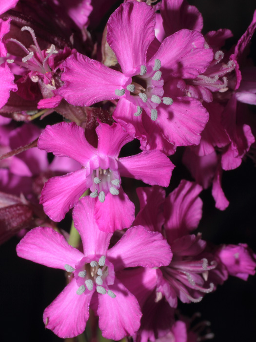 mp_lychnis_2013_04.jpg