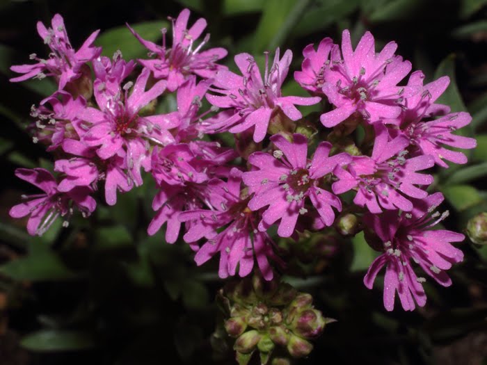 mp_lychnis_alp_2016_01.jpg