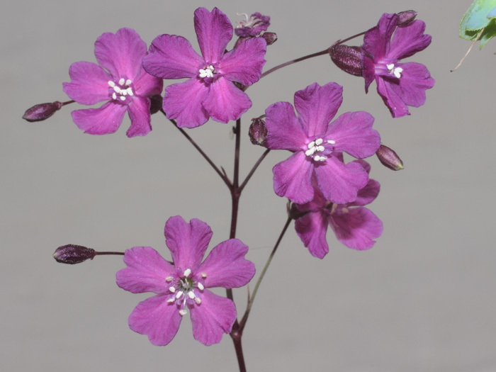 mp_lychnis_vis_2014_01.jpg