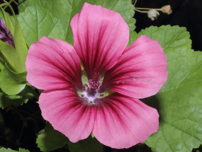 mp_malope_2012_01.jpg