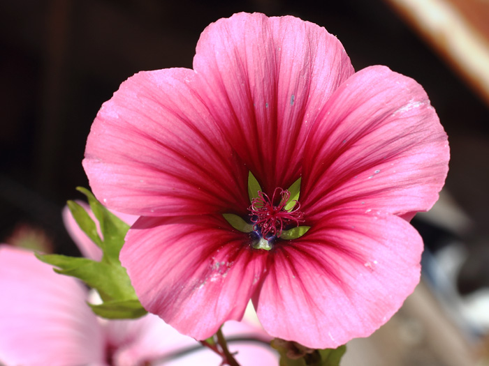 mp_malope_tri_2017_02.jpg