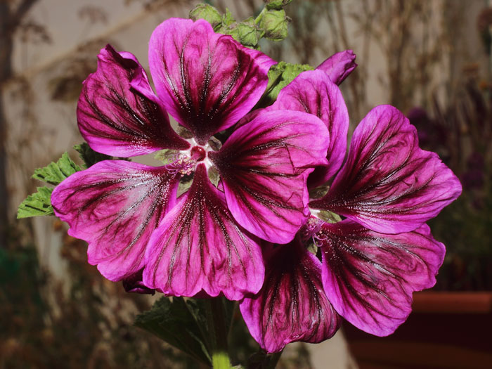 mp_malva_syl_2015_01.jpg
