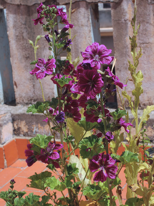 mp_malva_syl_2015_05.jpg