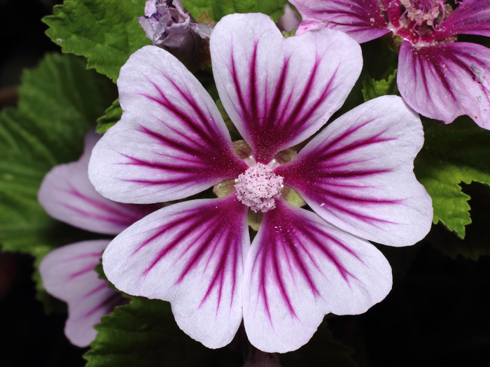 mp_malva_syl_2017_01.jpg