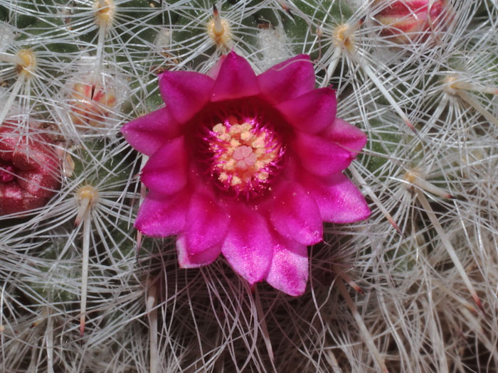 mp_mammillaria_hah_2015_01.jpg