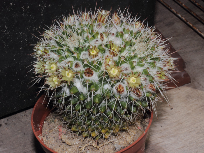mp_mammillaria_karwinskiana_nejapensis_2013_03.jpg