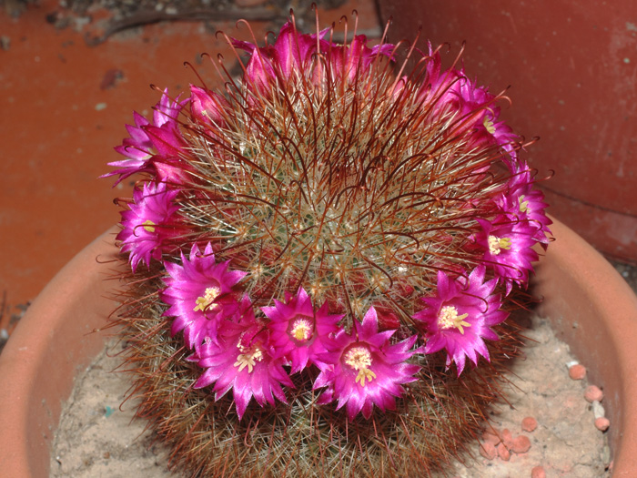 mp_mammillaria_spi_2016_03.jpg