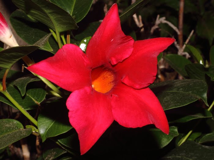 mp_mandevilla_xam_2016_01.jpg