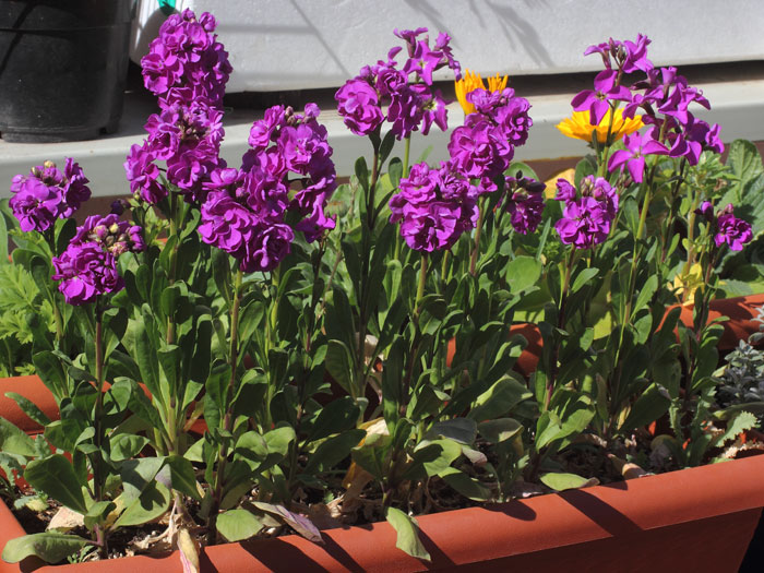 mp_matthiola_ina_2015_08.jpg