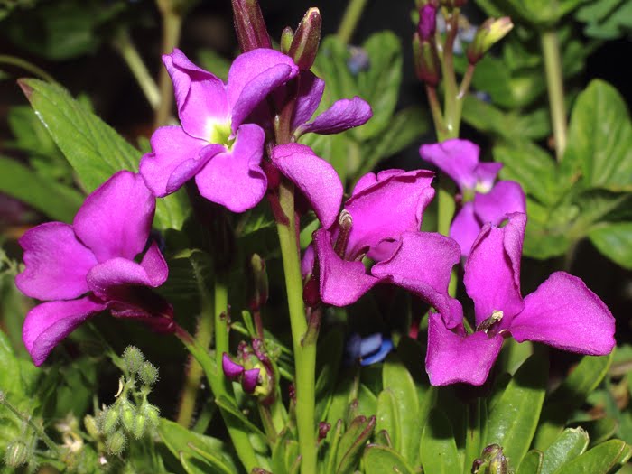 mp_matthiola_inc_2016_01.jpg