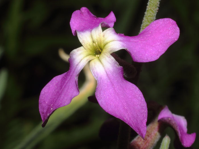 mp_matthiola_lon_2016_01.jpg