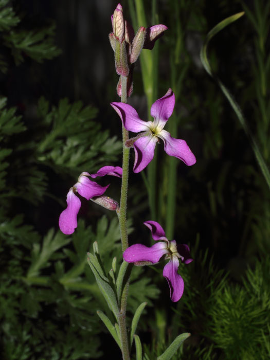mp_matthiola_lon_2016_02.jpg