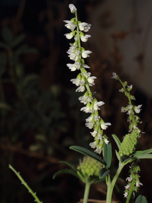 mp_melilotus_alb_2017_02.jpg