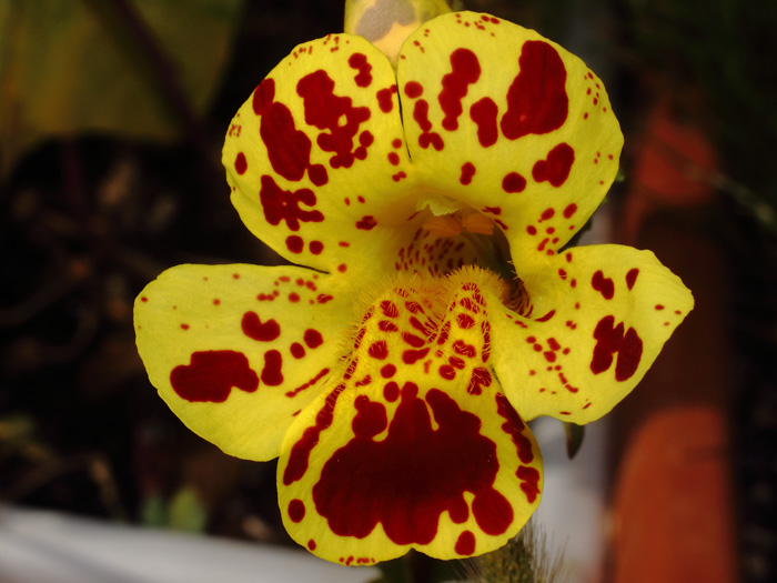 mp_mimulus_tig_2017_02.jpg