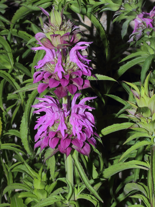 mp_monarda_cit_2014_02.jpg