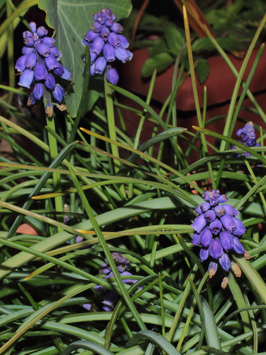 mp_muscari_arm_2015_02.jpg