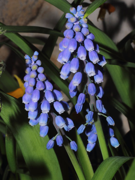 mp_muscari_arm_2015_03.jpg